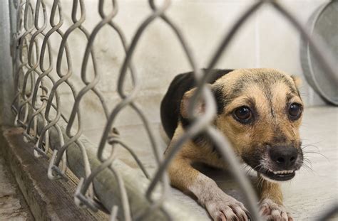 Usda Removes Animal Welfare Reports From Its Website