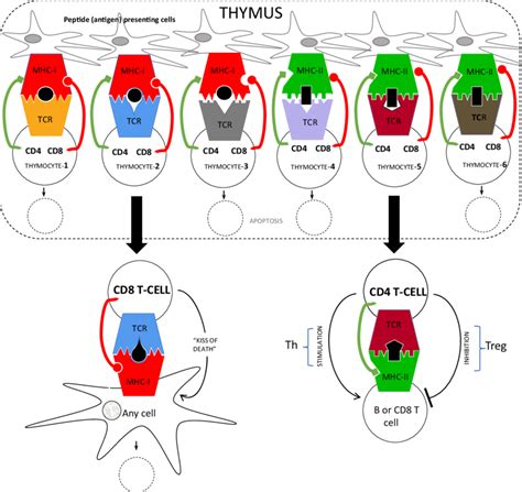Positive And Negative Selection In The Thymus Download Scientific Diagram