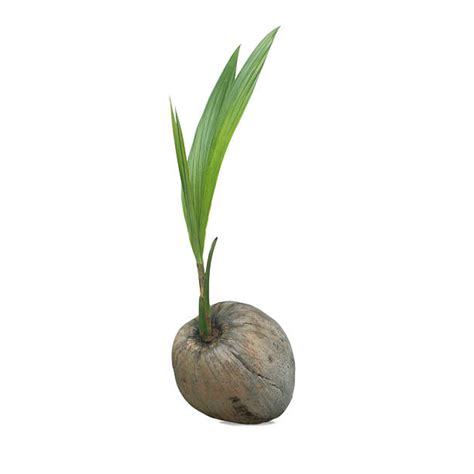 2500 Coconut Sprout Stock Photos Pictures And Royalty Free Images Istock