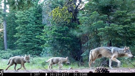 Gray Wolf From California Pack Spotted In Southern Oregon Kcby