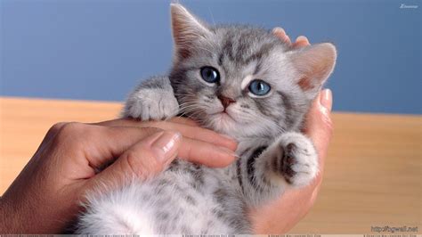 Small Cat In Hand Looking Very Cute Wallpaper Background
