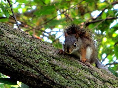 Baby Brown Squirrel Free Stock Photo Public Domain Pictures