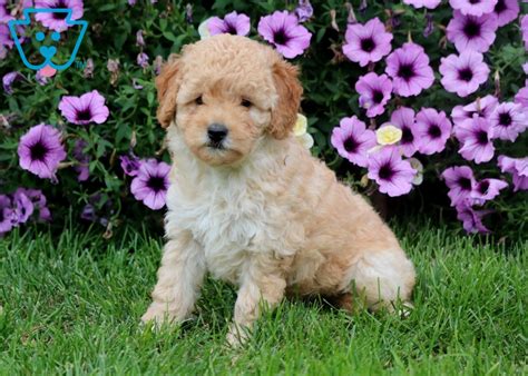 Goldendoodle (miniature) puppy for sale near ohio, fredericksbg, usa. Hugs | Goldendoodle - Miniature Puppy For Sale | Keystone ...