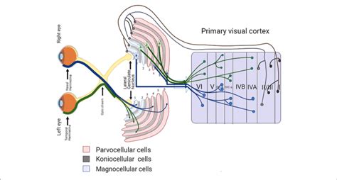 Schematic Diagram Of Visual Pathway Lateral Geniculate Body And