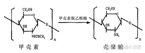 壳聚糖 知乎