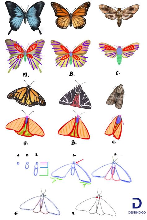 Comment Dessiner Un Papillon Dessin Papillon Comment Dessiner Un