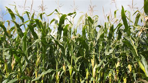 Maize Watch Advice On Establishing A Strong Crop Farmers Weekly