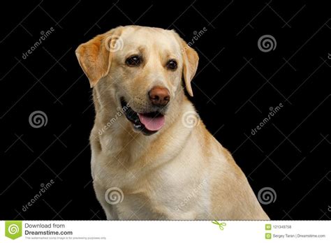 Beautiful Labrador Retriever Dog In Front Of Isolated Black Background