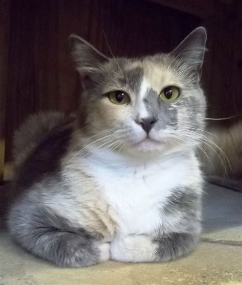 Dilute Calico Calico Cat Facts Calico Cat Kittens Cutest