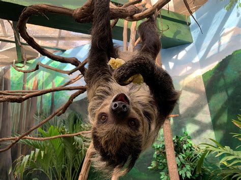 New Two Toed Sloth Arrives At Smithsonians National Zoo Smithsonian