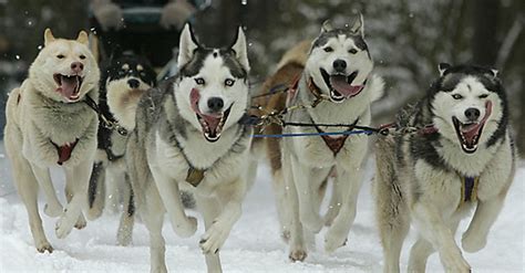 Dedektif hazel micallef, ilahi bir çağrıya kulak verdiğini söyleyen katille yüzleşmek durumunda kalacaktır. Call of the Wild Film (2000) · Trailer · Kritik · KINO.de