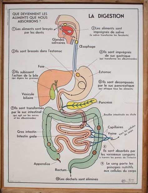 Épinglé sur Anatomie corps humain