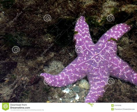 Purple Sea Star In Shallow Water Royalty Free Stock Photo