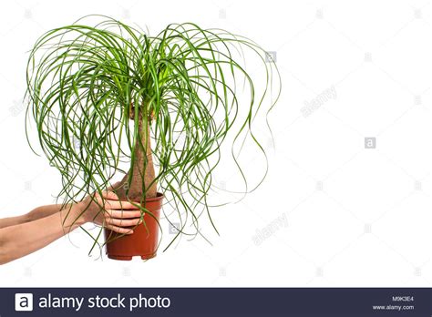 Consequences consisted of elaborate stunts, some done in the studio and others done outside, some completed on that week's episode and others taking a week or more and requiring the contestant to return when the stunt was completed. Nolina Stock Photos & Nolina Stock Images - Alamy