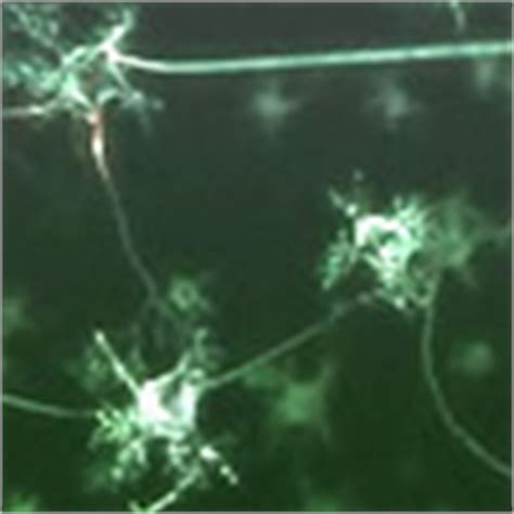 Maybe you would like to learn more about one of these? BBC - KS3 Bitesize Science - Cells to systems : Revision ...