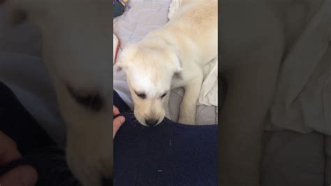 When your lab bites you, pull. A Labrador puppy bites my trousers - YouTube