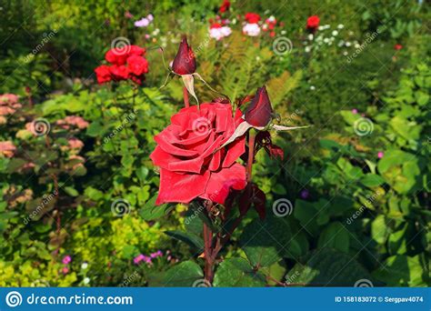 Blooming Red Rose Bud In The Garden Stock Photo Image Of Bloom Bush