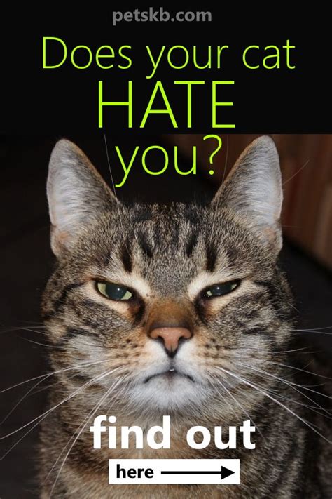 15 Things Your Cat Hates About You Cat Language Hate Cats Cat Care