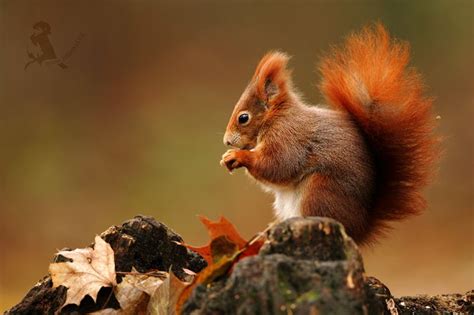 When they land on the tree, they climb as high as possible to prepare themselves for another. Eurasian Red Squirrel | Squirrel, Flying squirrel pet ...
