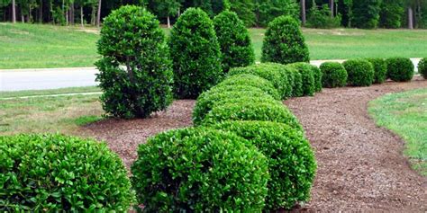 Take time to grow but not if you buy them already grown. 7 Inexpensive Backyard Privacy Ideas | Budget Dumpster