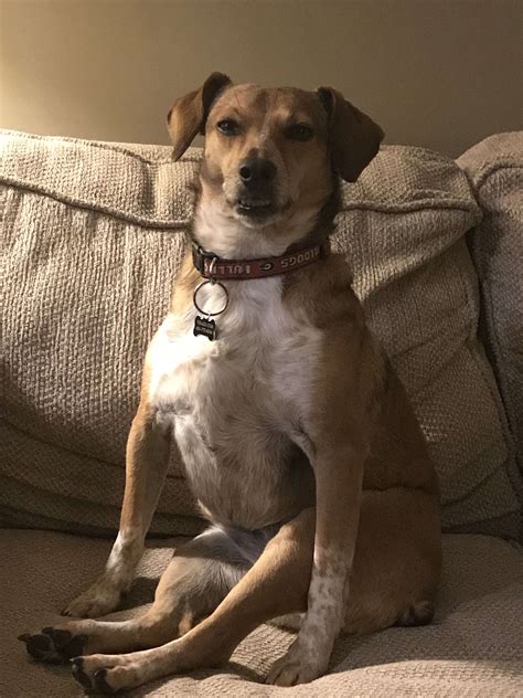 Psbattle This Dog Sitting Oddly Via Rphotoshopbattles Daslikes