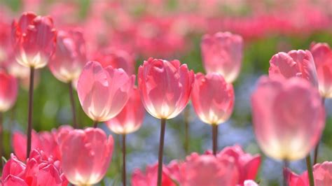 🥇 Nature Flowers Tulips Pink Wallpaper 125475