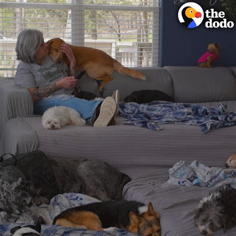 Woman Lives With 850 Senior Dogs And Everyone Has Their Own Bedroom