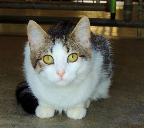 I adopted two cats that were a brother and sister when i first started so they would not be separated. Adoptable Dogs and Cats at Petsmart Saturday, October 11 ...