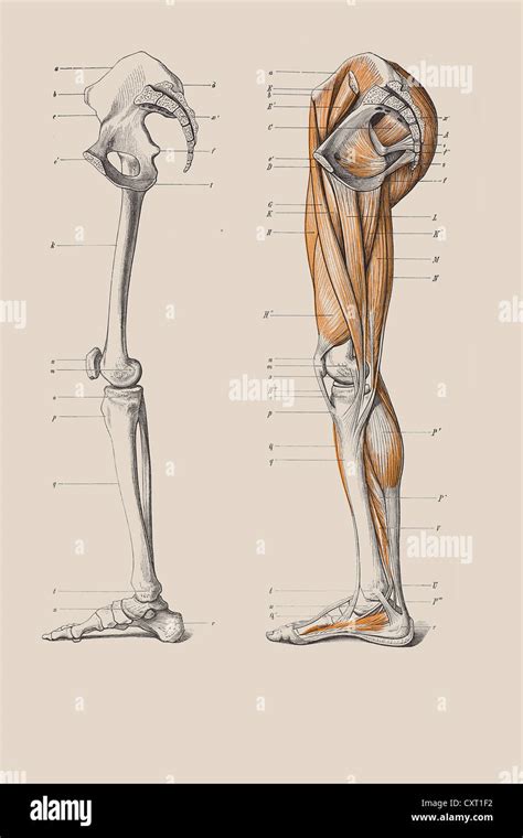 Skeleton Of Legs With The Muscle Structure Anatomical Illustration