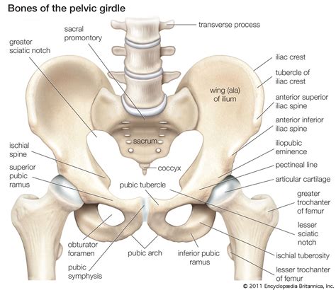 Female Pelvis Bones Anatomy