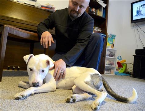 Miracle Dog Survives Being Hit By Car Clubbed Abandoned The Blade