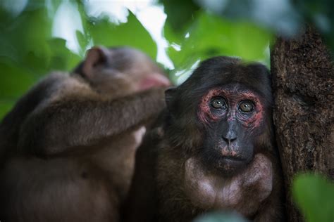 Grooming Of The Macaque Sean Crane Photography