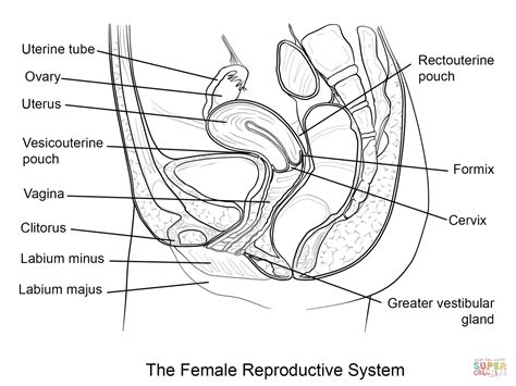 Aparato Reproductor Masculino Para Colorear Dibujo Views The Best Porn Website