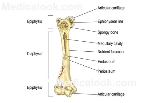Long Bone Labeled Medullary Cavity Label The Parts Of A Long Bone