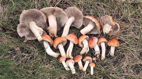 Where To Find Magic Mushrooms In Massachusetts All Mushroom Info