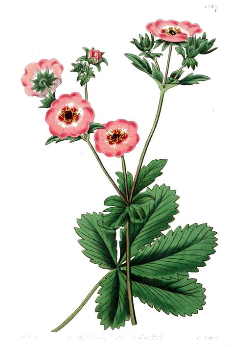 Vintage Botanical Print Pink Flower The Graffical Muse Vintage