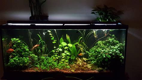 Fts Of My 55 Gallon Low Tech Rainbow Fish Tank Aquariums