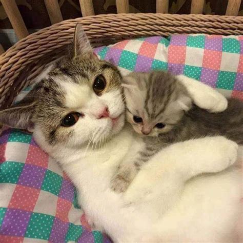 Two Kittens Cuddle Together In A Wicker Basket