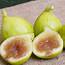 Polynesian Produce Stand  KADOTA FIG TREE White Fruits Honey Dattero