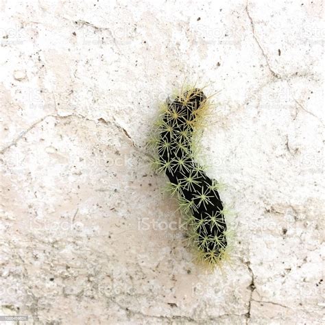 Black Caterpillar With Green Spikes Stock Photo Download Image Now