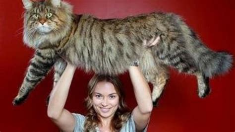 ¿se Convertirá Este Gato En El Más Grande Del Mundo