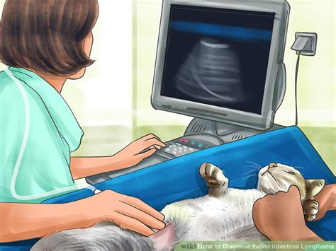 How To Diagnose Feline Intestinal Lymphoma 9 Steps