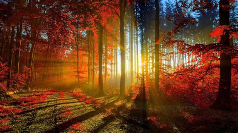 Download Autumn Sunrise In 4k Wallpaper