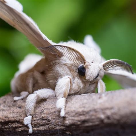 Silk Moth This Fuzzy Insect Will Grow Up From A Silkworm Domesticated Silk Moths Do Not Have
