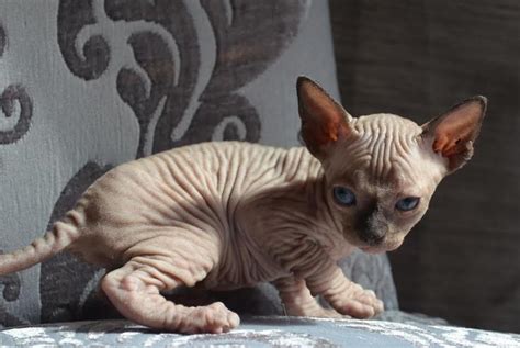 They have the look of the persian cats. Sphynx Cats For Sale | Altoona, PA #248413 | Petzlover