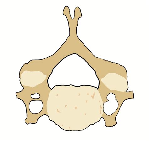 Superior View Of A Cervical Vertebra Cervical Vertebrae Cervical