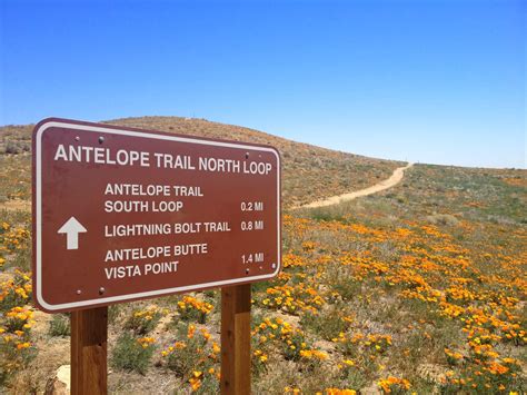Maybe you would like to learn more about one of these? Join The Gossip: Antelope Valley California Poppy Reserve