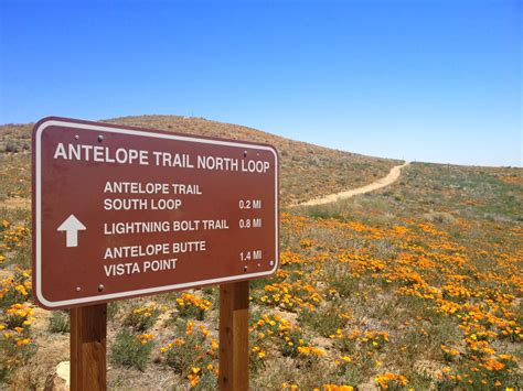5.daffodil way in the leadon valley, uk. Join The Gossip: Antelope Valley California Poppy Reserve