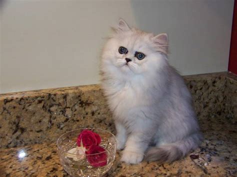 How we use your donation: Silver Persian FOR SALE ADOPTION from Nashville Tennessee ...