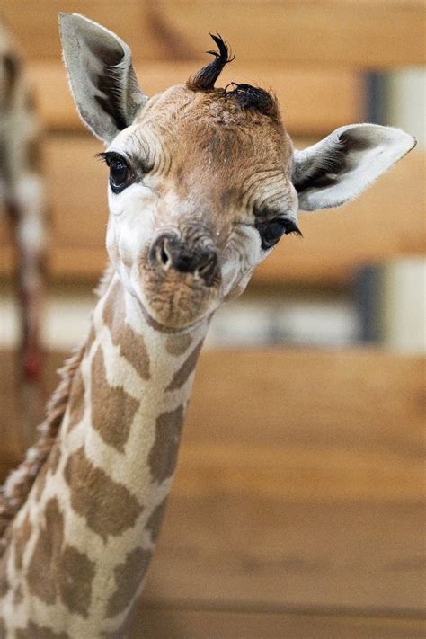Such A Cute Baby Giraffe Photo By Tomáš Adamec Zoo Praha
